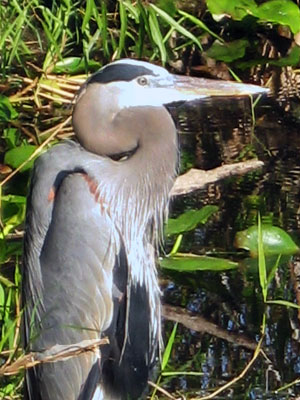 A bird is standing in the grass near water.