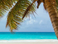 A palm tree on the beach with water in background.