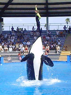 A whale is jumping in the air at an amusement park.